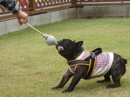 パンチとゴンちゃん 秋の遠足に行く!!