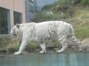 ももちゃんとの再会場所は伊豆高原