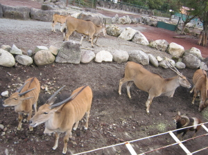 ももちゃんとの再会場所は伊豆高原