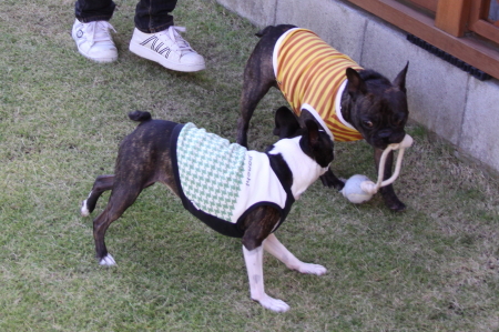 超~楽しい ゴンちゃんとパンチ ランで大暴れ