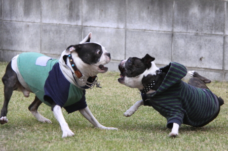 兄弟 1年ぶりの再会 tango
