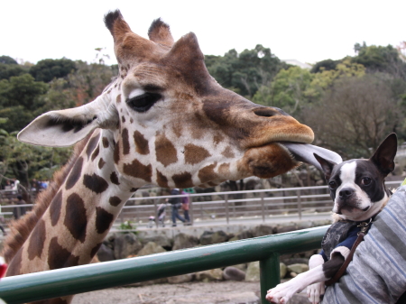 ももちゃんとの再会場所は伊豆高原
