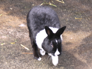 ももちゃんとの再会場所は伊豆高原