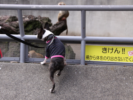 ももちゃんとの再会場所は伊豆高原