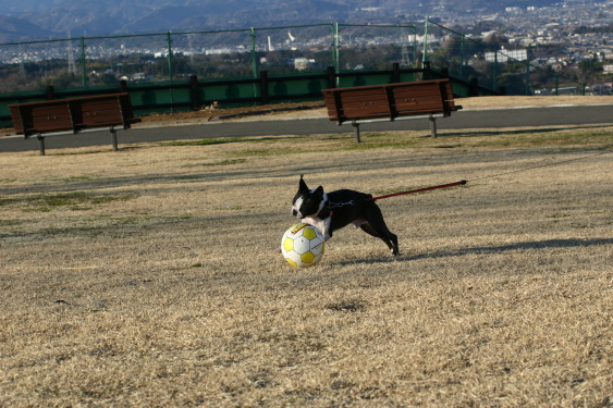 IMG_1217_1.JPG