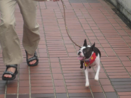 僕の散歩コース ♪~♪