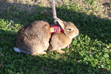 久しぶりの諏訪の原公園