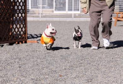 びーふ君と一緒に遊んだよ☆