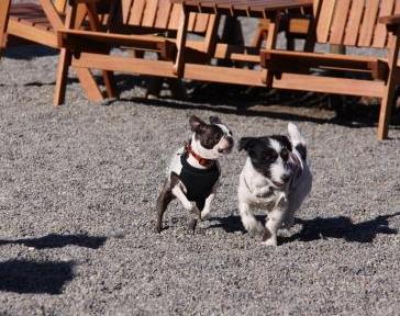 びーふ君と一緒に遊んだよ☆