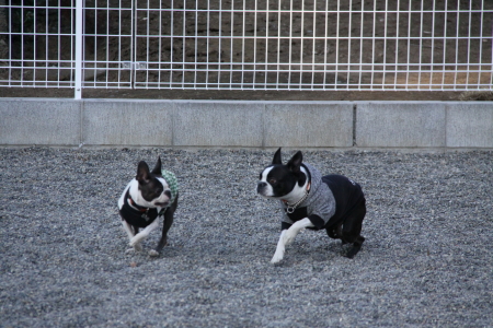 びーふ君と一緒に遊んだよ☆