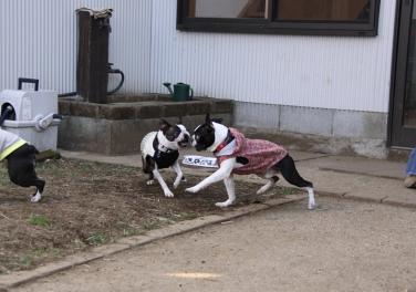 楽しい♪お誕生会 鼻ペちゃ軍団勢ぞろい