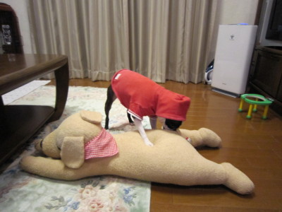 新しいお友達?