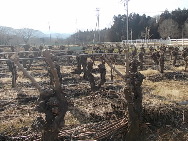 DSCN9033.jpg