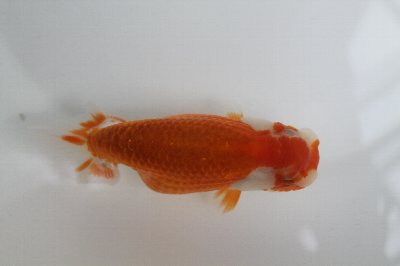 メス高橋系
