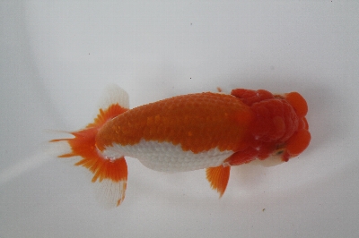 三才