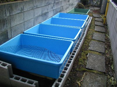 産卵1-15-3