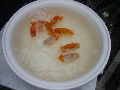 水変え