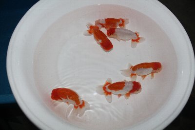 大澤系
