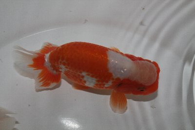 大澤系