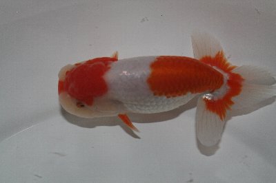 大澤系