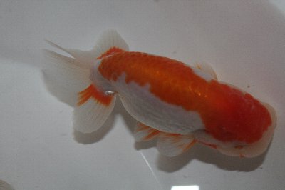 大澤系