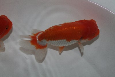 大澤系