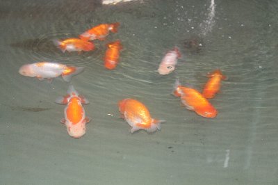 IMG_1714.jpg