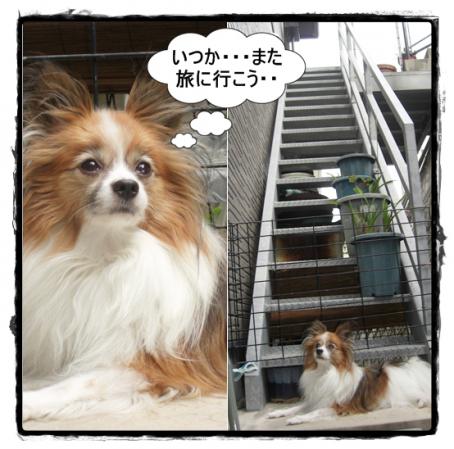シュガー