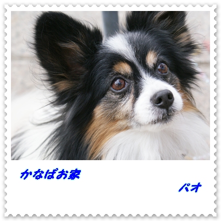 かなぱお家