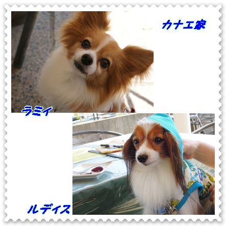 カナエ家