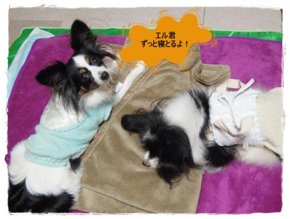 エル