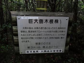 surf kogaura 398