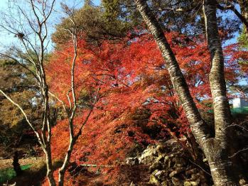 紅葉 079