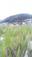 田老21