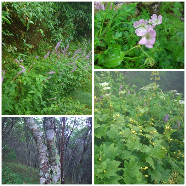 高山植物