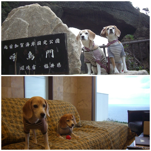 越前