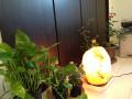 IMG_1081天ピールームの植物