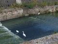 IMG_1995川と鳥