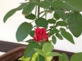 IMG_6643.jpg