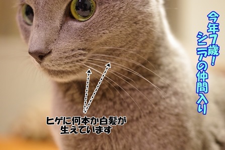 http://peesaurus.blog.fc2.com/