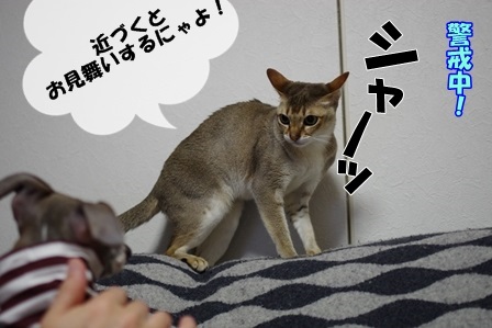 http://peesaurus.blog.fc2.com/
