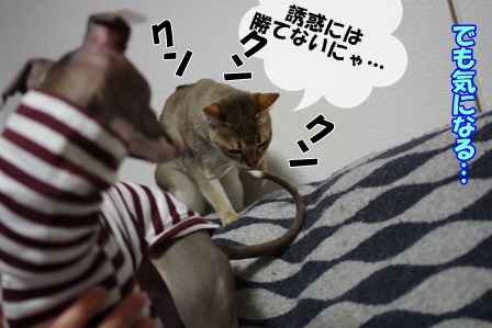 http://peesaurus.blog.fc2.com/