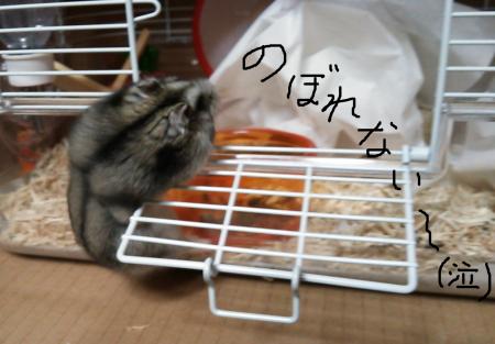 登れない_convert