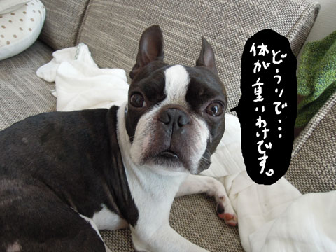 どうりで・・・