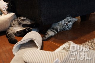 1353050744lkBkymaoLcgcHRX1353050743.gif