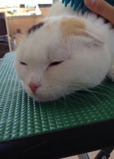 写真 4
