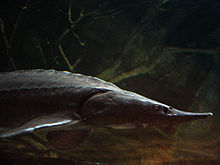 220px-Sturgeon_closeup.jpg