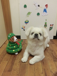もふ君
