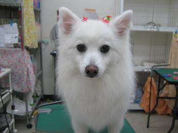 さくら