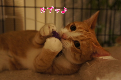 2014-11-13-5.jpg